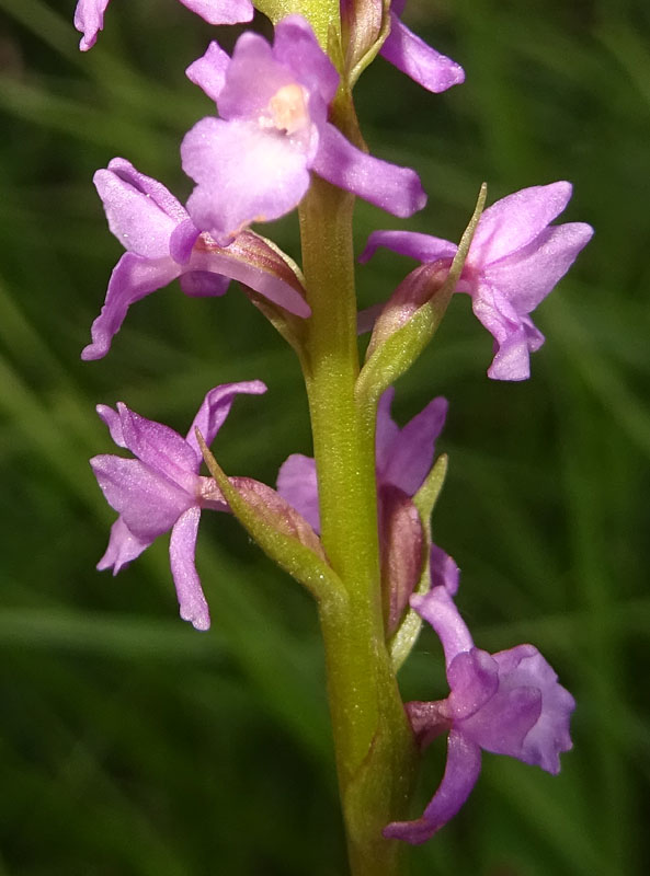 sono 2......Gymnadenia odoratissima ?....s !